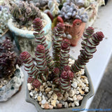 Crassula Babys Necklace