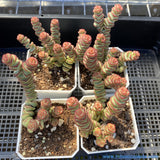 Crassula Babys Necklace