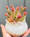 Crassula Babys Necklace