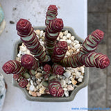 Crassula Baby's Necklace 钱串 MELBOURNE SYDNEY ADELAIDE QUEENSLAND CANBERRA VICTORIA NSW QUEENSLAND SOUTH AUSTRALIA ACT SUCCULENT 多肉 墨尔本 维多利亚 澳洲 澳大利亚 悉尼 新南威尔士 阿德莱德 南澳 昆士兰 布里斯本 黄金海岸 多肉植物 堪培拉