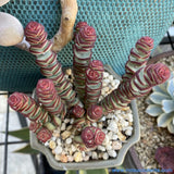 Crassula Babys Necklace