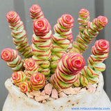 Crassula Babys Necklace