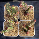 Crassula Babys Necklace Medium