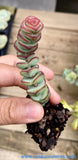 Crassula Babys Necklace Small