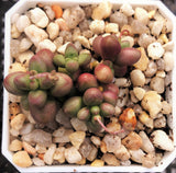 Crassula elegans purple form MELBOURNE SYDNEY ADELAIDE QUEENSLAND CANBERRA VICTORIA NSW QUEENSLAND SOUTH AUSTRALIA ACT SUCCULENT 多肉 墨尔本 维多利亚 澳洲 澳大利亚 悉尼 新南威尔士 阿德莱德 南澳 昆士兰 布里斯本 黄金海岸 多肉植物 堪培拉