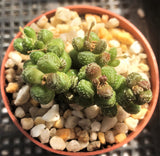 Crassula elegans warty form MELBOURNE SYDNEY ADELAIDE QUEENSLAND CANBERRA VICTORIA NSW QUEENSLAND SOUTH AUSTRALIA ACT SUCCULENT 多肉 墨尔本 维多利亚 澳洲 澳大利亚 悉尼 新南威尔士 阿德莱德 南澳 昆士兰 布里斯本 黄金海岸 多肉植物 堪培拉