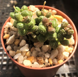 Crassula elegans warty form MELBOURNE SYDNEY ADELAIDE QUEENSLAND CANBERRA VICTORIA NSW QUEENSLAND SOUTH AUSTRALIA ACT SUCCULENT 多肉 墨尔本 维多利亚 澳洲 澳大利亚 悉尼 新南威尔士 阿德莱德 南澳 昆士兰 布里斯本 黄金海岸 多肉植物 堪培拉