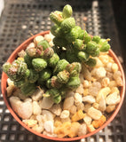 Crassula elegans warty form MELBOURNE SYDNEY ADELAIDE QUEENSLAND CANBERRA VICTORIA NSW QUEENSLAND SOUTH AUSTRALIA ACT SUCCULENT 多肉 墨尔本 维多利亚 澳洲 澳大利亚 悉尼 新南威尔士 阿德莱德 南澳 昆士兰 布里斯本 黄金海岸 多肉植物 堪培拉
