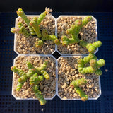 crassula rupestris ssp marnieriana miniature