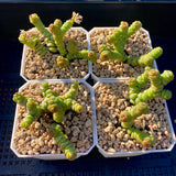 crassula rupestris ssp marnieriana miniature