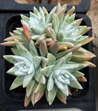 Dudleya greenei/white sprite MELBOURNE SYDNEY ADELAIDE QUEENSLAND CANBERRA VICTORIA NSW QUEENSLAND SOUTH AUSTRALIA ACT SUCCULENT 多肉 墨尔本 维多利亚 澳洲 澳大利亚 悉尼 新南威尔士 阿德莱德 南澳 昆士兰 布里斯本 黄金海岸 多肉植物 堪培拉