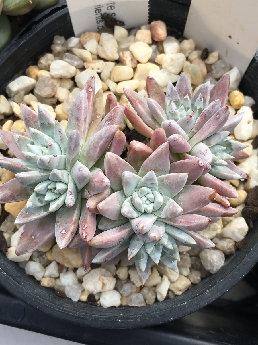Dudleya greenei/white sprite – RNT SUCCULENTS 多肉植物 白菊