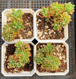 Echeveria macdougallii cristata