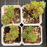Echeveria macdougallii cristata