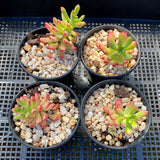 Echeveria macdougallii