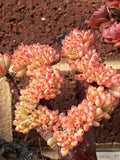红稚莲缀化 Echeveria macdougallii cristata MELBOURNE SYDNEY ADELAIDE QUEENSLAND CANBERRA VICTORIA NSW QUEENSLAND SOUTH AUSTRALIA ACT SUCCULENT 多肉 墨尔本 维多利亚 澳洲 澳大利亚 悉尼 新南威尔士 阿德莱德 南澳 昆士兰 布里斯本 黄金海岸 多肉植物 堪培拉