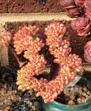 Echeveria macdougallii cristata