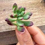 Echeveria macdougallii CUTTING