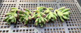 Echeveria macdougallii CUTTING