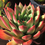 Echeveria agavoides victor reiter MELBOURNE SYDNEY ADELAIDE QUEENSLAND CANBERRA VICTORIA NSW QUEENSLAND SOUTH AUSTRALIA ACT SUCCULENT 多肉 墨尔本 维多利亚 澳洲 澳大利亚 悉尼 新南威尔士 阿德莱德 南澳 昆士兰 布里斯本 黄金海岸 多肉植物 堪培拉