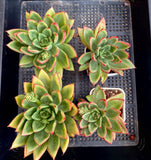 Echeveria agavoides victor reiter