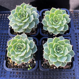 Graptoveria margaret reppin 玛格丽特 MELBOURNE SYDNEY ADELAIDE QUEENSLAND CANBERRA VICTORIA NSW QUEENSLAND SOUTH AUSTRALIA ACT SUCCULENT 多肉 墨尔本 维多利亚 澳洲 澳大利亚 悉尼 新南威尔士 阿德莱德 南澳 昆士兰 布里斯本 黄金海岸 多肉植物 堪培拉