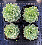Graptoveria margaret reppin 玛格丽特 MELBOURNE SYDNEY ADELAIDE QUEENSLAND CANBERRA VICTORIA NSW QUEENSLAND SOUTH AUSTRALIA ACT SUCCULENT 多肉 墨尔本 维多利亚 澳洲 澳大利亚 悉尼 新南威尔士 阿德莱德 南澳 昆士兰 布里斯本 黄金海岸 多肉植物 堪培拉