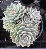 Graptoveria margaret reppin 玛格丽特 MELBOURNE SYDNEY ADELAIDE QUEENSLAND CANBERRA VICTORIA NSW QUEENSLAND SOUTH AUSTRALIA ACT SUCCULENT 多肉 墨尔本 维多利亚 澳洲 澳大利亚 悉尼 新南威尔士 阿德莱德 南澳 昆士兰 布里斯本 黄金海岸 多肉植物 堪培拉