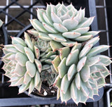 Graptoveria margaret reppin 玛格丽特 MELBOURNE SYDNEY ADELAIDE QUEENSLAND CANBERRA VICTORIA NSW QUEENSLAND SOUTH AUSTRALIA ACT SUCCULENT 多肉 墨尔本 维多利亚 澳洲 澳大利亚 悉尼 新南威尔士 阿德莱德 南澳 昆士兰 布里斯本 黄金海岸 多肉植物 堪培拉