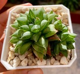 haworthia cymbiformis red river