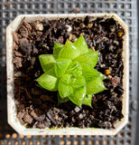 haworthia cymbiformis red river