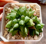 Haworthia cymbiformis red river ’红河‘‘  MELBOURNE SYDNEY ADELAIDE QUEENSLAND CANBERRA VICTORIA NSW QUEENSLAND SOUTH AUSTRALIA ACT SUCCULENT 多肉 墨尔本 维多利亚 澳洲 澳大利亚 悉尼 新南威尔士 阿德莱德 南澳 昆士兰 布里斯本 黄金海岸 多肉植物 堪培拉