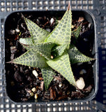 Haworthia tessellata 龙鳞 MELBOURNE SYDNEY ADELAIDE QUEENSLAND CANBERRA VICTORIA NSW QUEENSLAND SOUTH AUSTRALIA ACT SUCCULENT 多肉 墨尔本 维多利亚 澳洲 澳大利亚 悉尼 新南威尔士 阿德莱德 南澳 昆士兰 布里斯本 黄金海岸 多肉植物 堪培拉