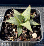 Haworthia tessellata