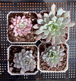 Echeveria violet magic