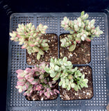 Crassula rogersii variegata