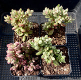 Crassula rogersii variegata