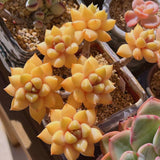 Pachyveria Rough