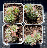 Echeveria sp crest