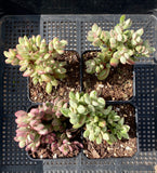 Crassula rogersii variegata