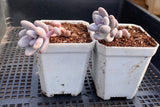 Sedum craigii SMALL