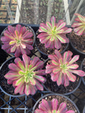 Aeonium Mardi Gras