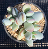 cotyledon orbiculata cv. round leaf form