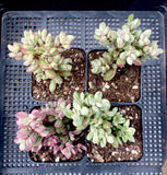 Crassula rogersii variegata