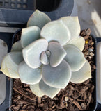 Graptoveria Margret rose