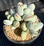 cotyledon orbiculata cv. round leaf form