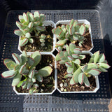 Cotyledon choco line