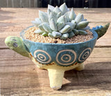 Pachyveria blue finger