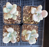 Graptopetalum 'custard'
