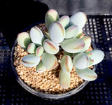 cotyledon orbiculata cv. round leaf form